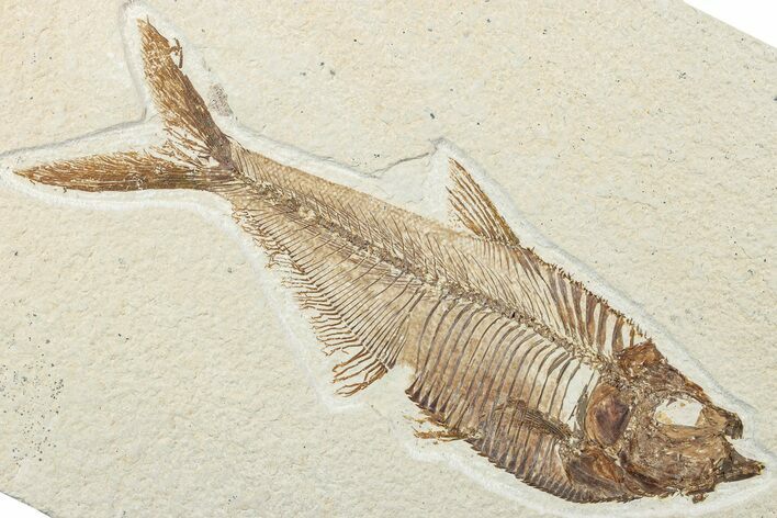 Fossil Fish (Diplomystus) - Wyoming #244186